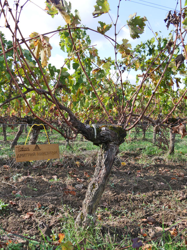 Виноградник на урожай